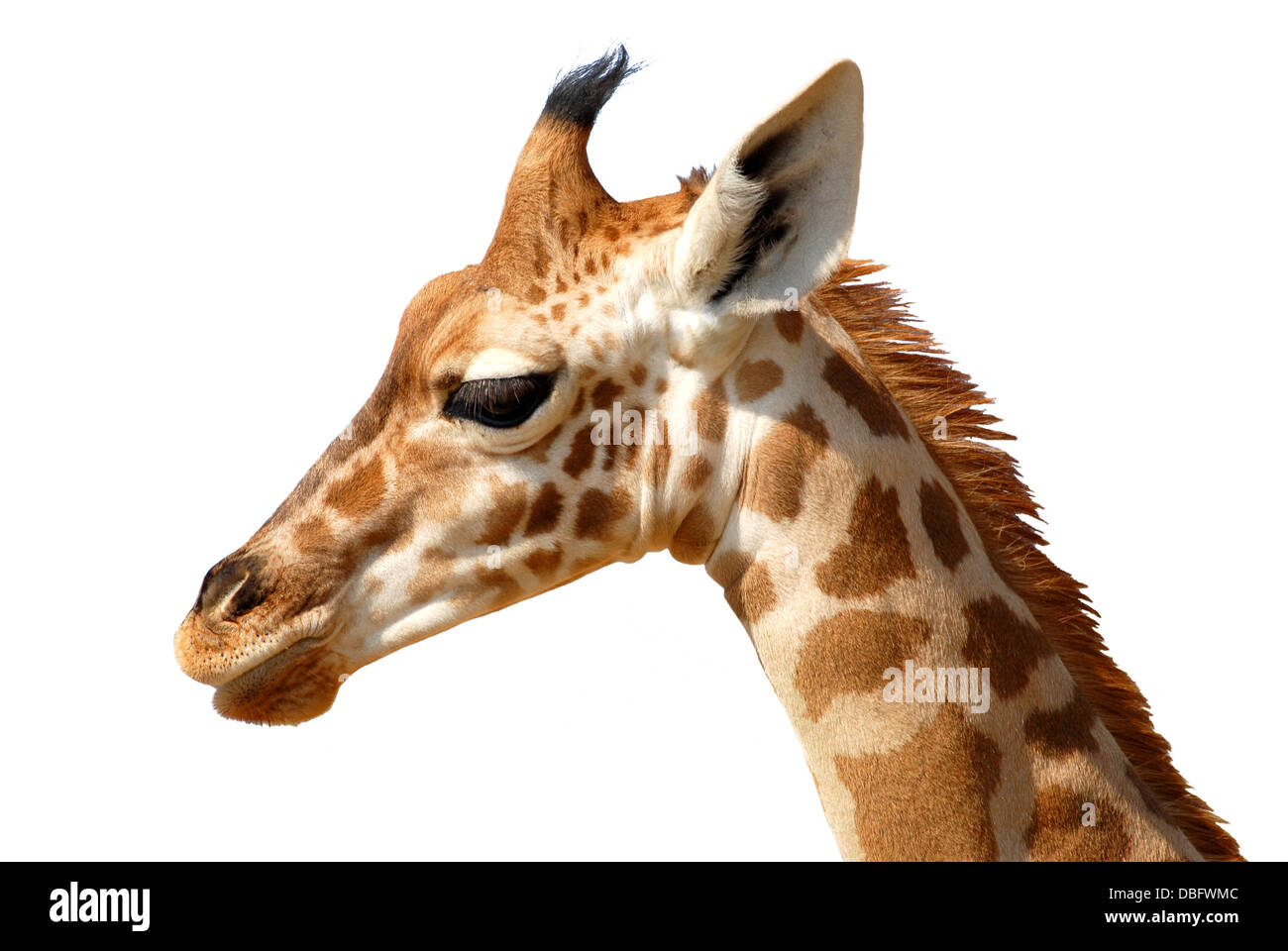 Profile portrait of giraffe (Giraffa camelopardalis) isolated on white background Stock Photo