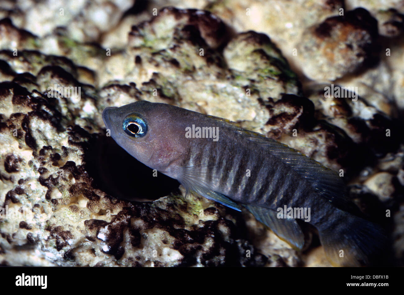 African cichlid Neolamprologus multifasciatus Cichlidae, Tanganjika Lake, Africa Stock Photo