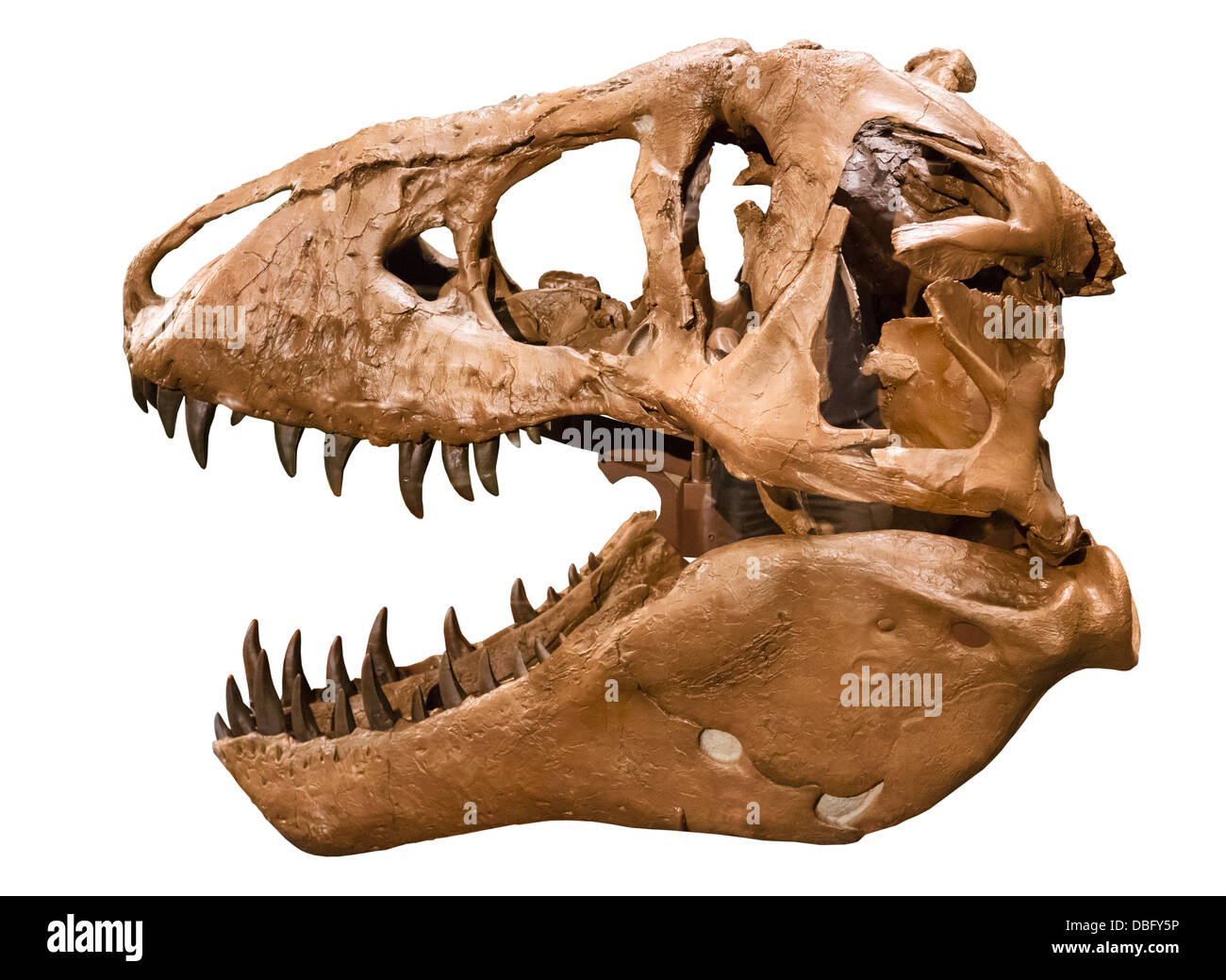 T Rex. Cutout of MOR 555 Tyrannosaurus Rex skull (Replica), Museum of the Rockies, Bozeman, Montana, USA Stock Photo
