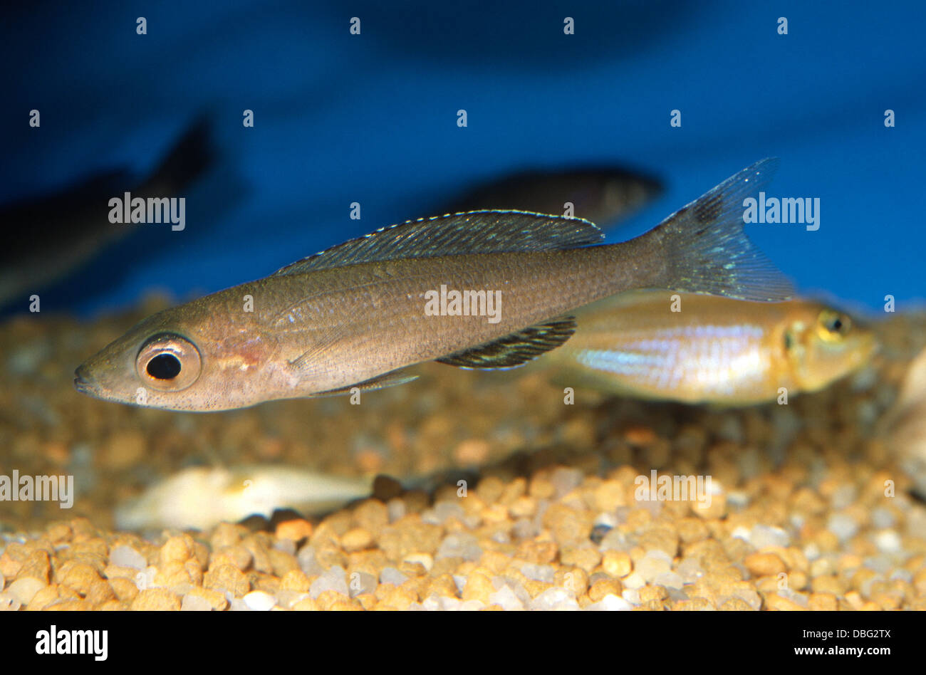Cyprichromis sp., Cichlidae, Tanganjika Lake, Africa Stock Photo