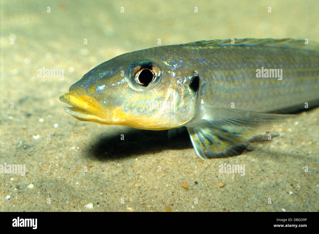 Enantiopus melanogenys, Cichlidae,, Tanganjika Lake, Africa Stock Photo