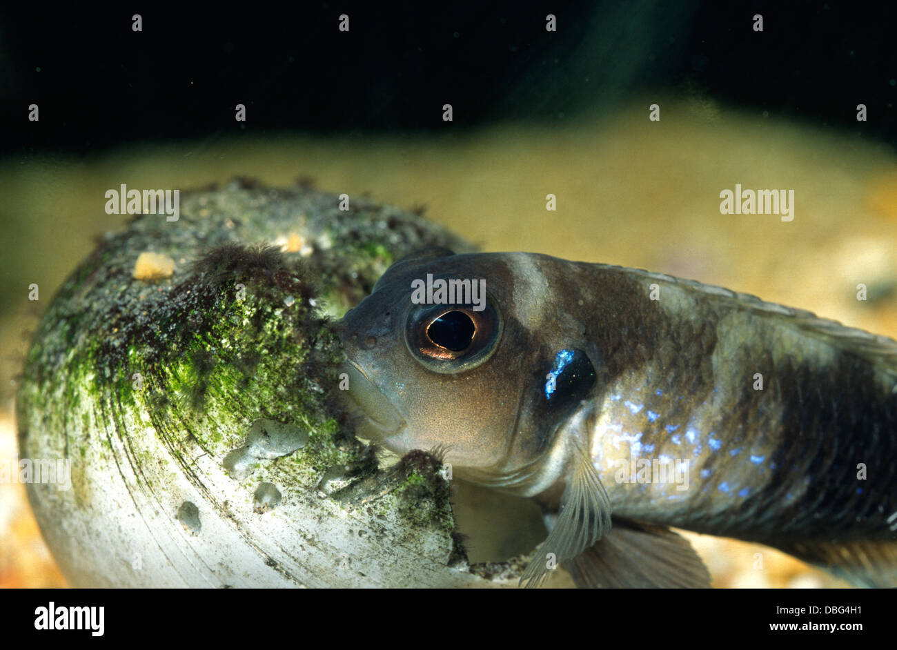 Shell dwelling cichlid Lamprologus ocellatus, Cichlidae, Tanganyika Lake Stock Photo