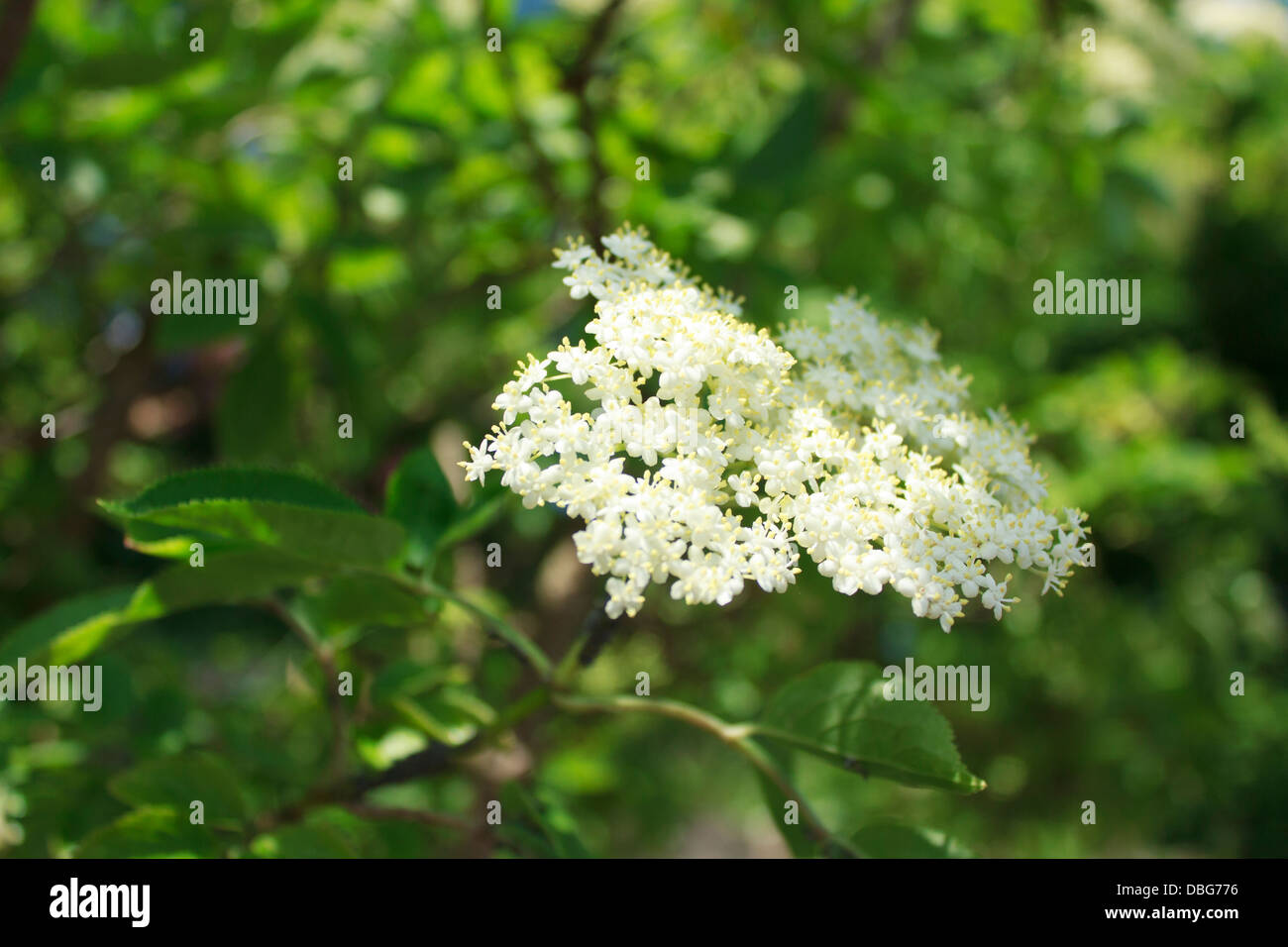 Elderflower tree hires stock photography and images Alamy