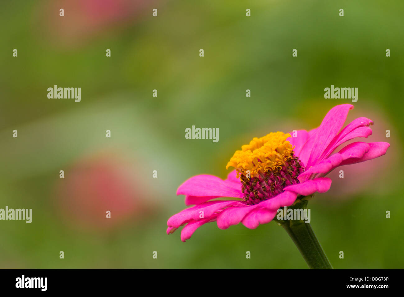 Pink Straw flower Stock Photo Alamy