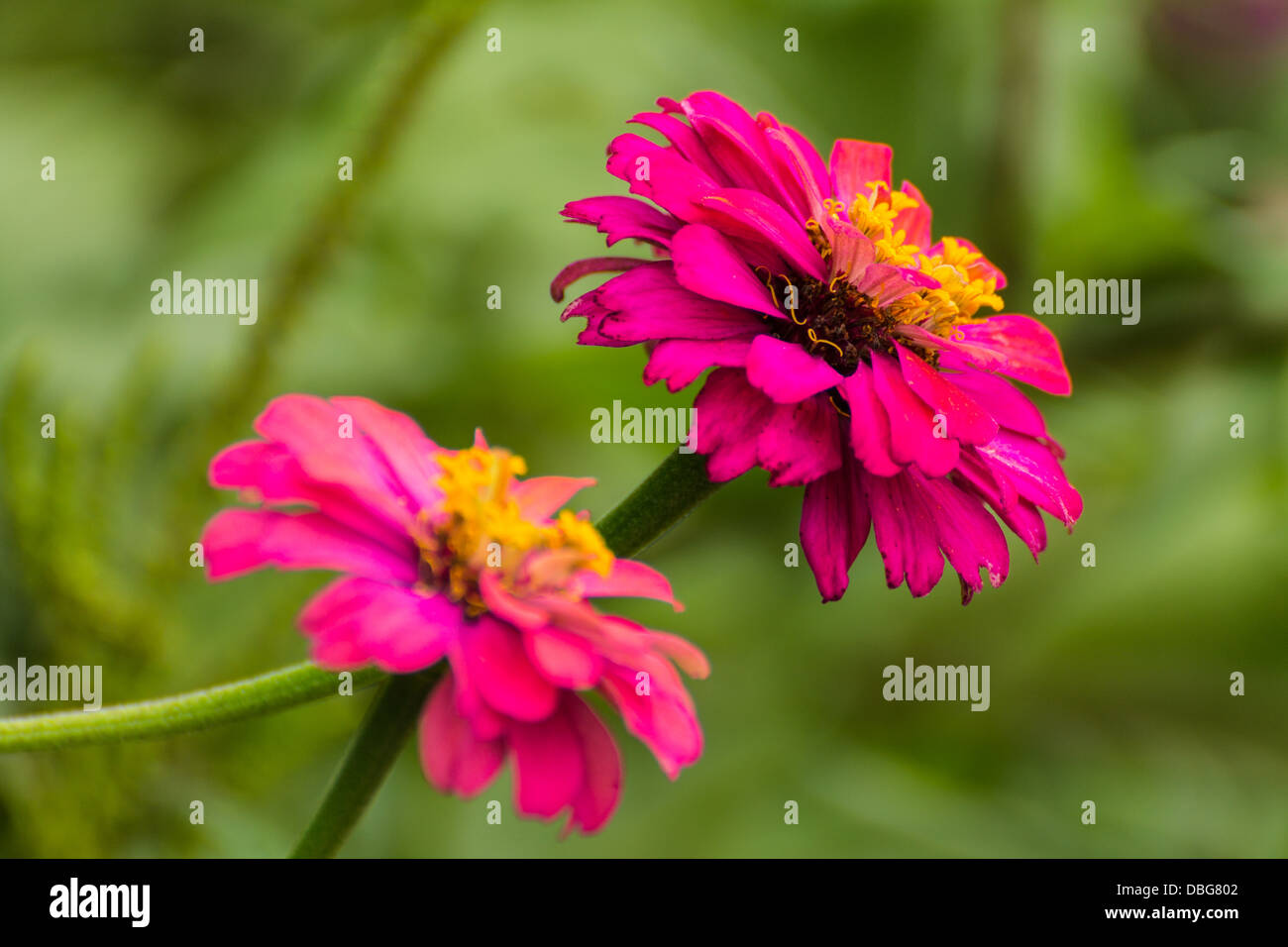 Pink Straw flower Stock Photo Alamy