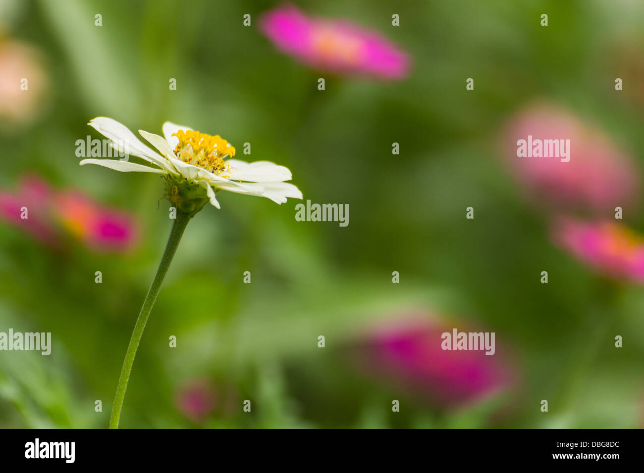 White straw hi-res stock photography and images - Alamy