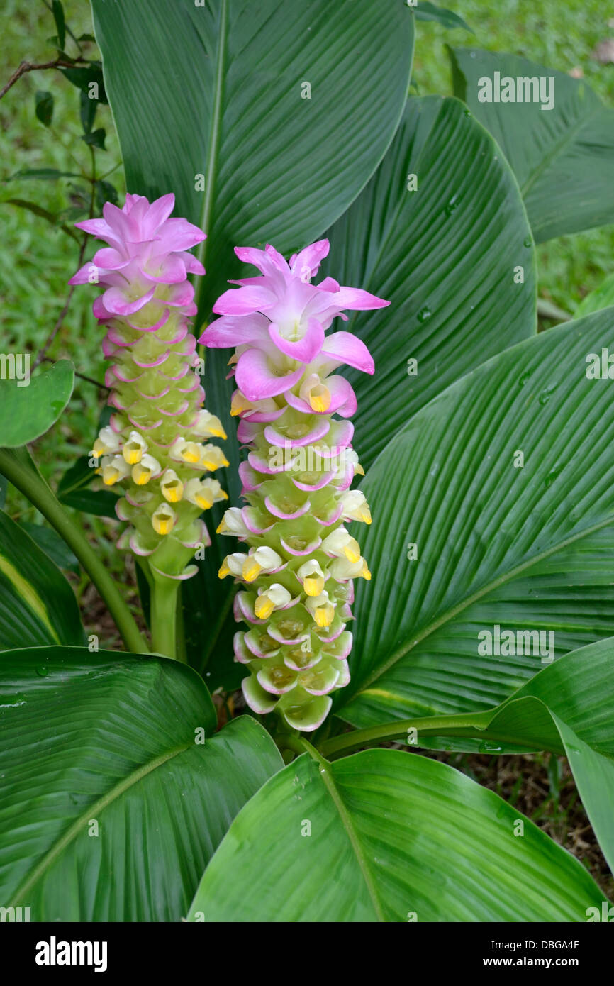 Curcuma Thai Tulip Ginger plant growing in woodland