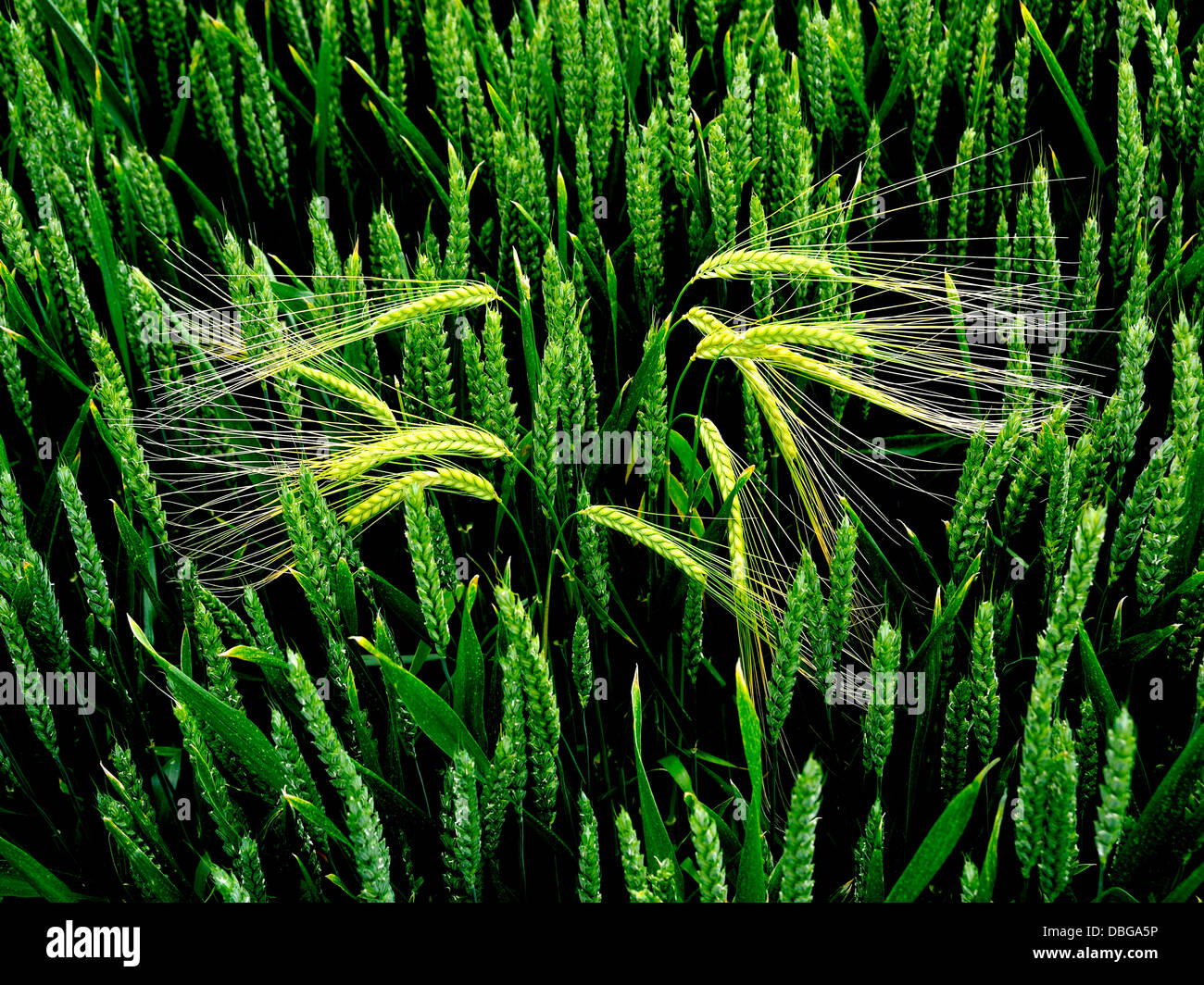 BARLEY GROWING IN A WHEAT FIELD MIXED FARMING Stock Photo