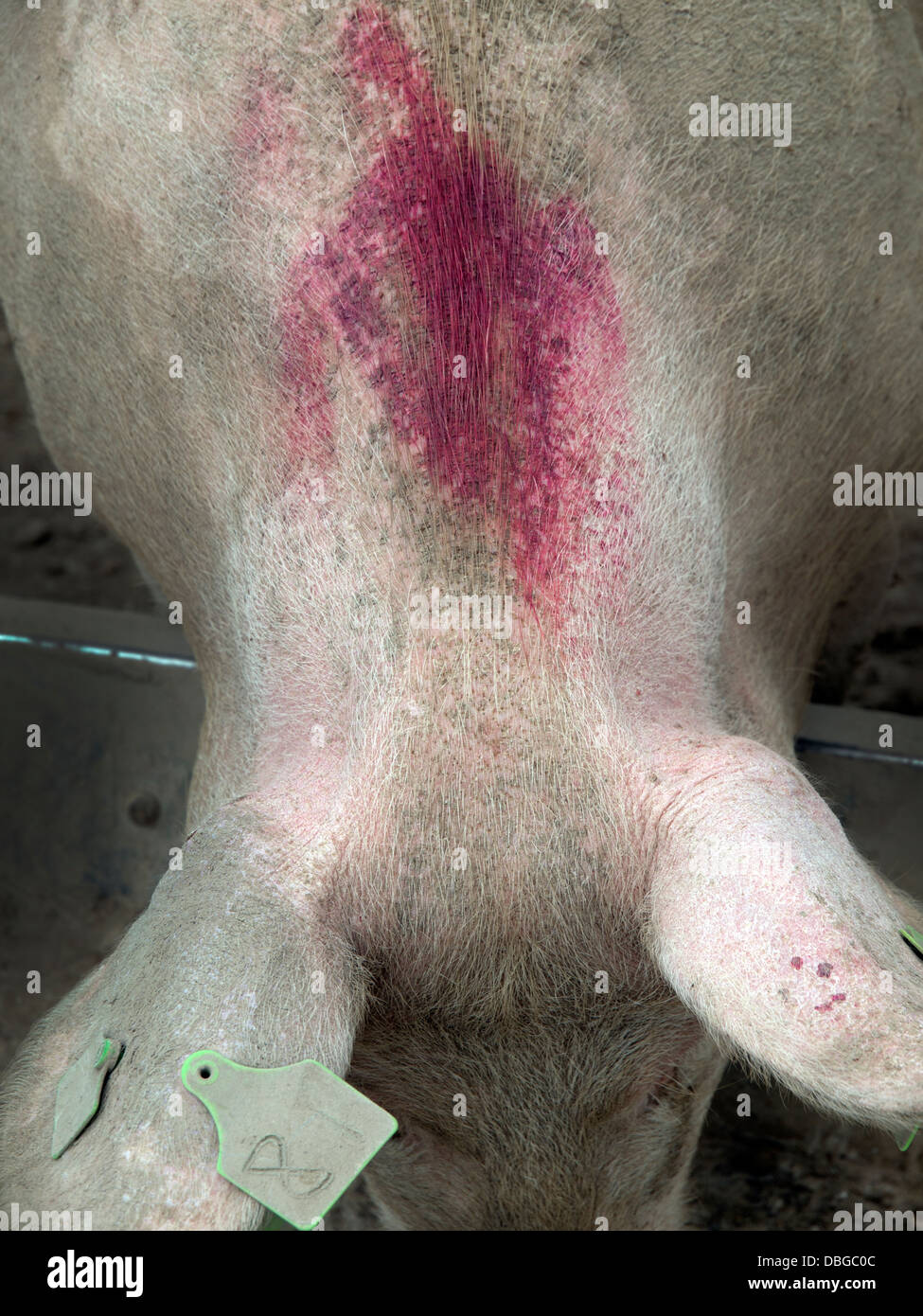 A red mark on a pig's neck, not a good sign Stock Photo
