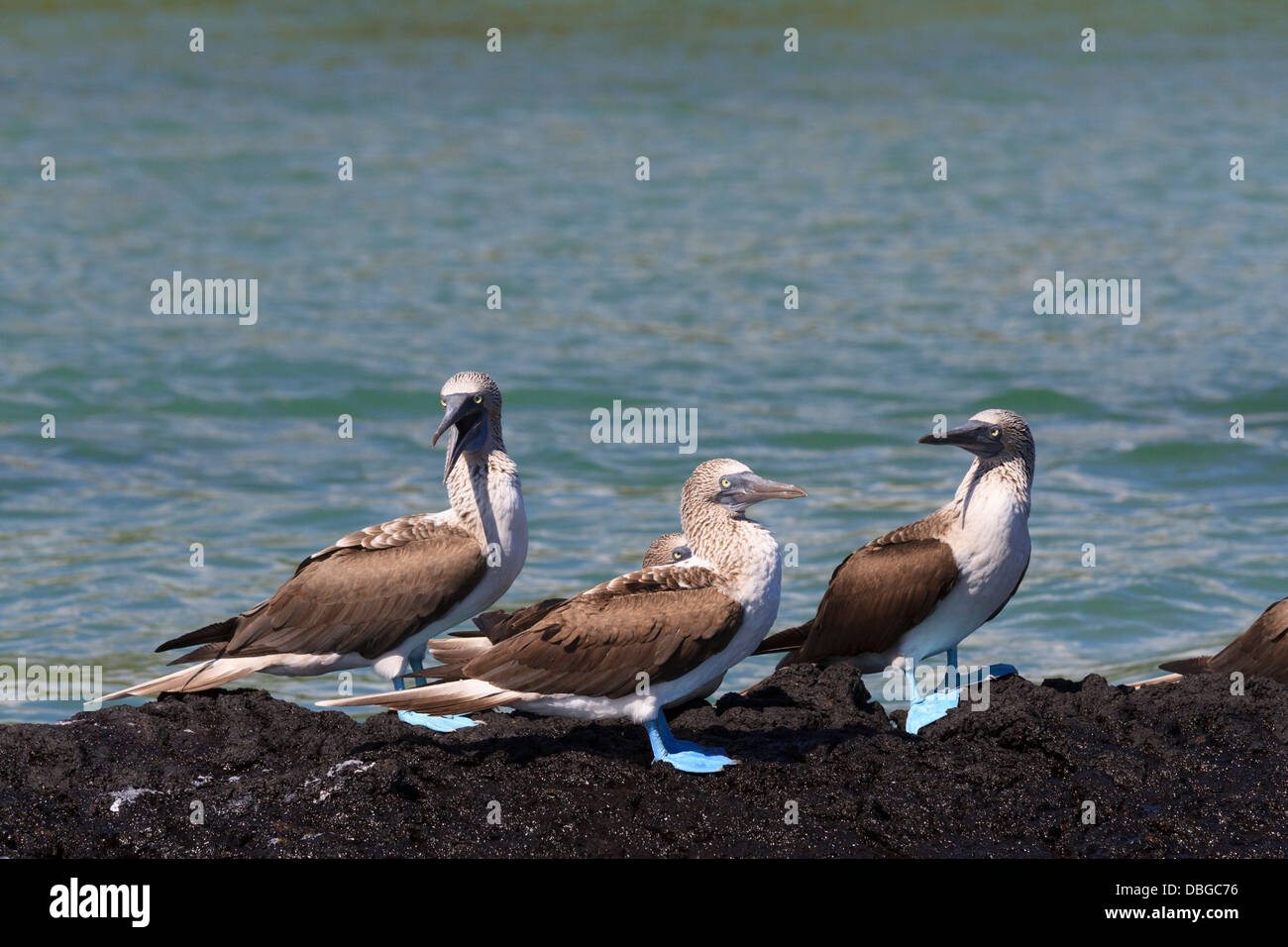 Blue-footed Booby, Sula nebouxii, Isabela Island, Galapagos Islands, Ecuador Stock Photo