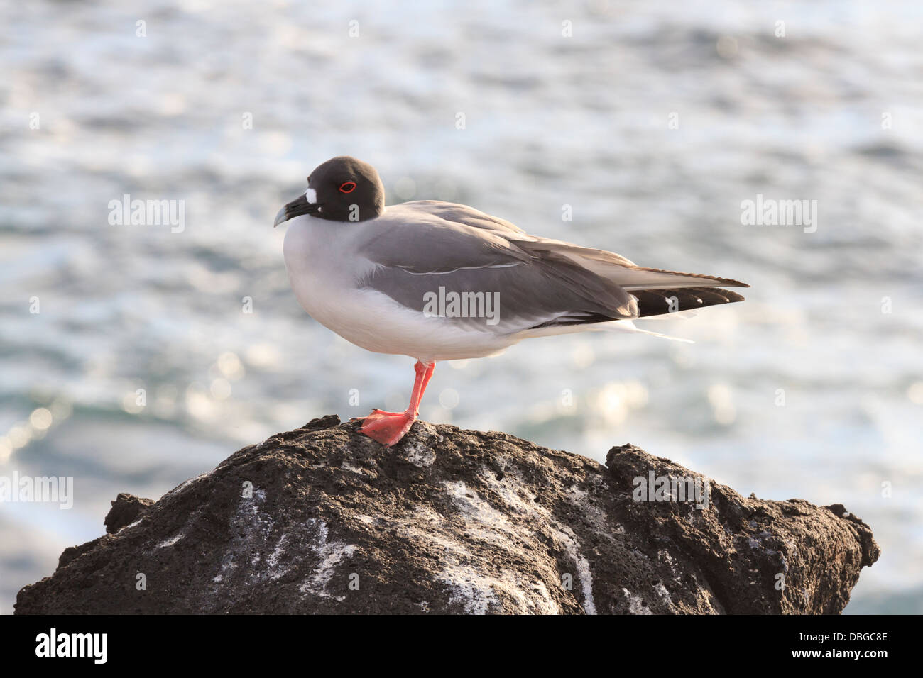 Swallow-tailed Gull, Creagrus furcatus, San Cristobal Island, Galapagos Islands, Ecuador Stock Photo