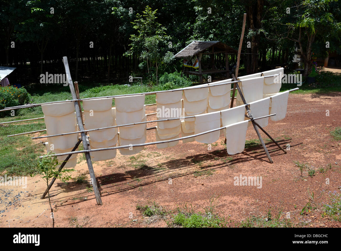 Sheets of newly formed rubber drying in the sun at small rubber ...