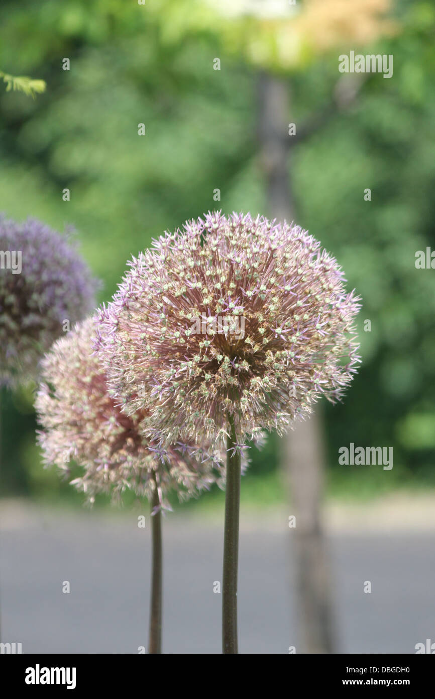 Allium is a pretty flowering plant. A hardy perennial., variety of colors Stock Photo