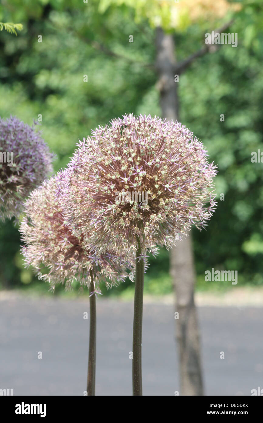 Hardy perennial ornamental hi-res stock photography and images - Alamy