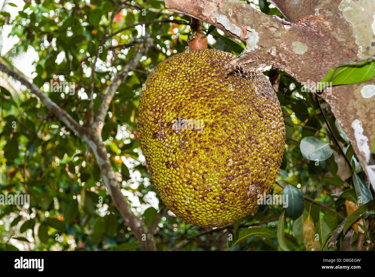 Ripe Jackfruit Hanging from Tree Stock Photo Alamy
