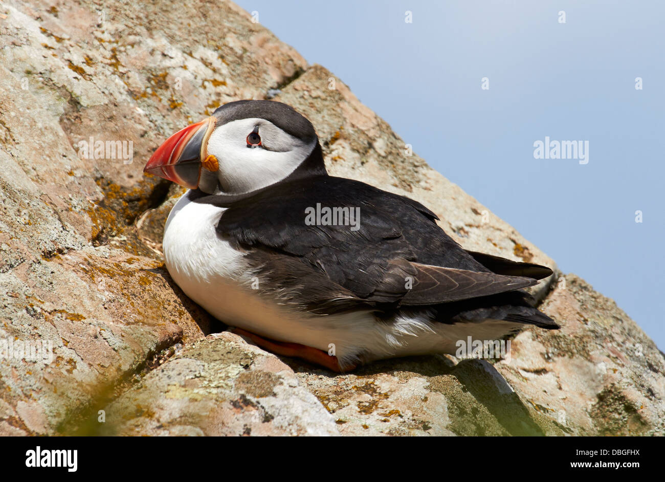 Atlantic Puffin, Fratercula arctica, on Skomer Island Stock Photo - Alamy