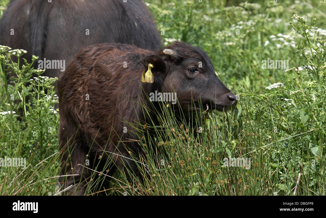 Water Buffalo calf, Bubalus bubalis Stock Photo Alamy