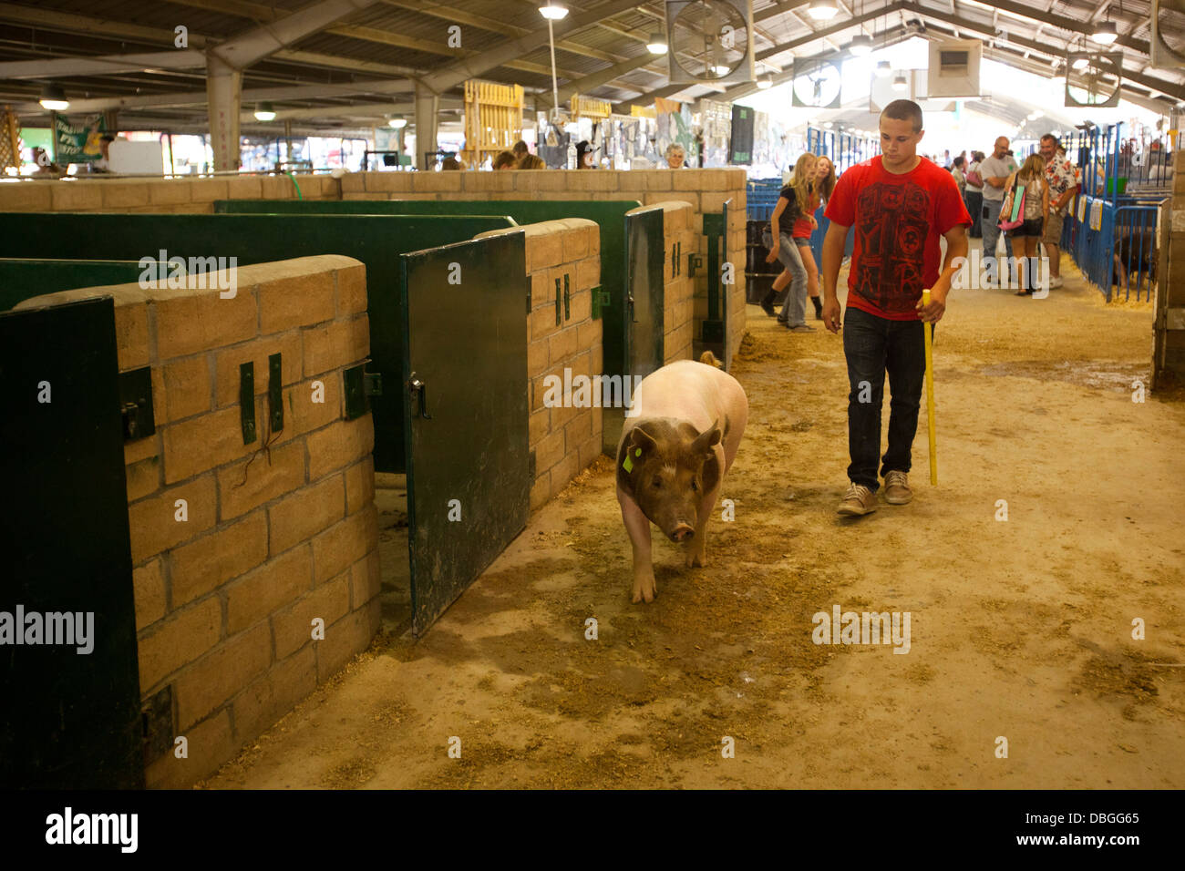 Pig, California Mid State Fair, Paso Robles, California, United States