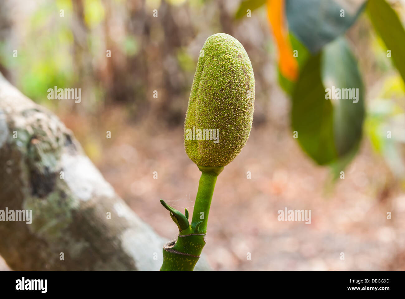 Sprout of Green Jackfruit Stock Photo Alamy