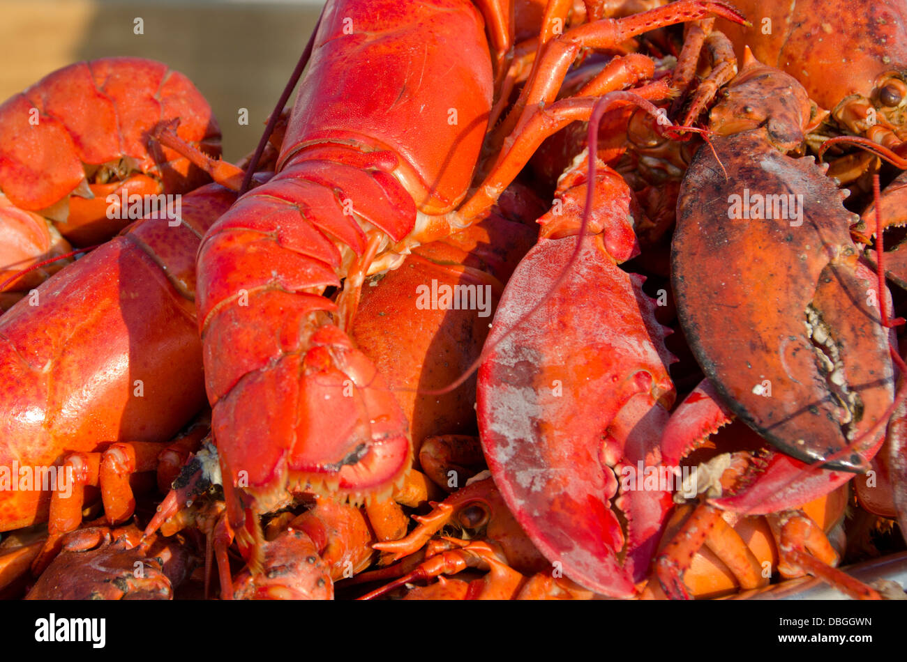Massachusetts, Martha's Vineyard, Vineyard Haven. Traditional New