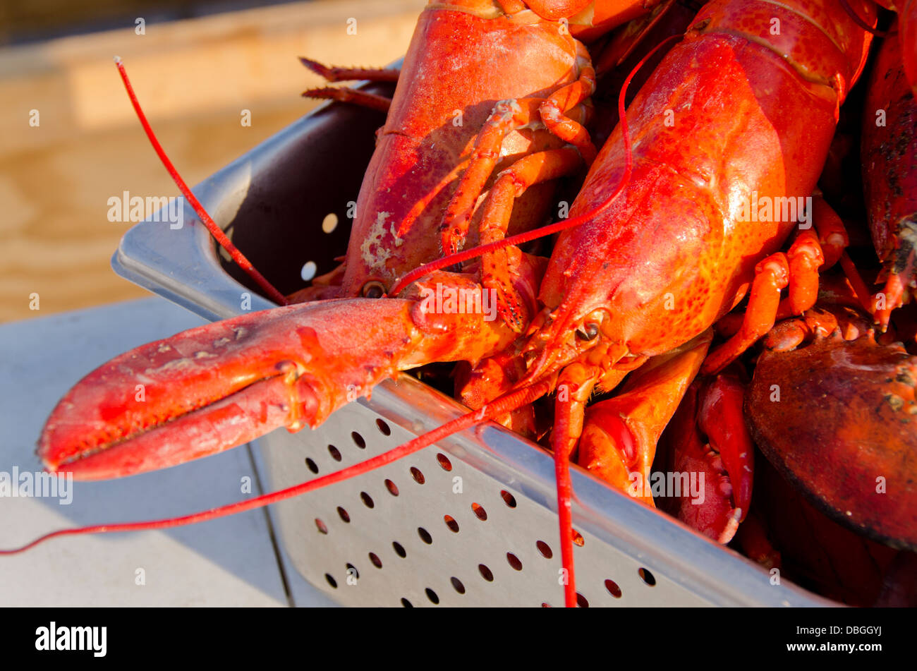 Massachusetts, Martha's Vineyard, Vineyard Haven. Traditional New