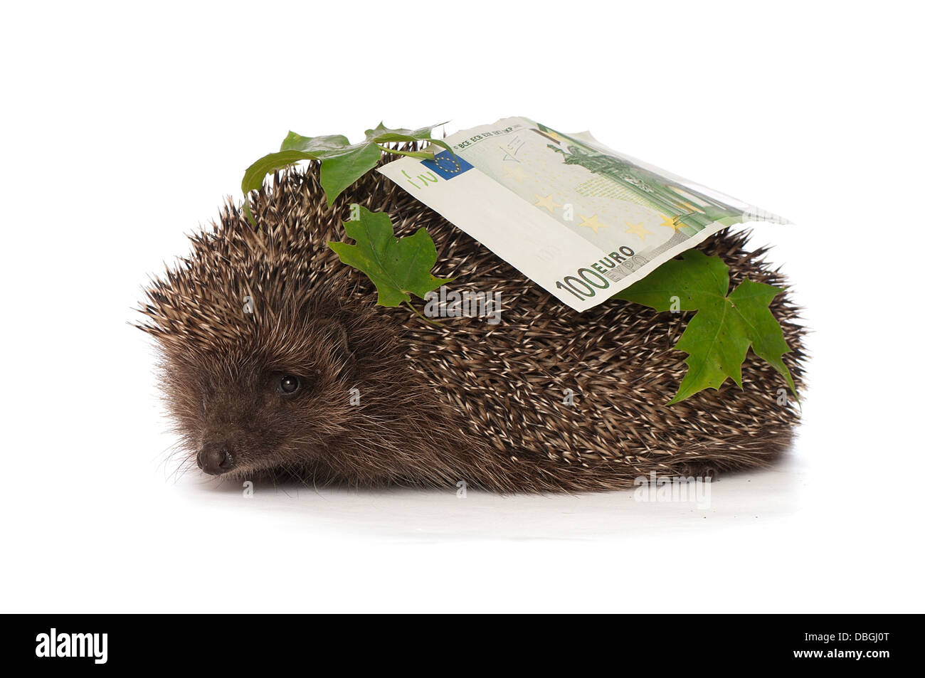 Hedgehog hedgehogs breakdown commissions beyondthetreat Hedgehog hedgehogs breakdown commissions beyondthetreat