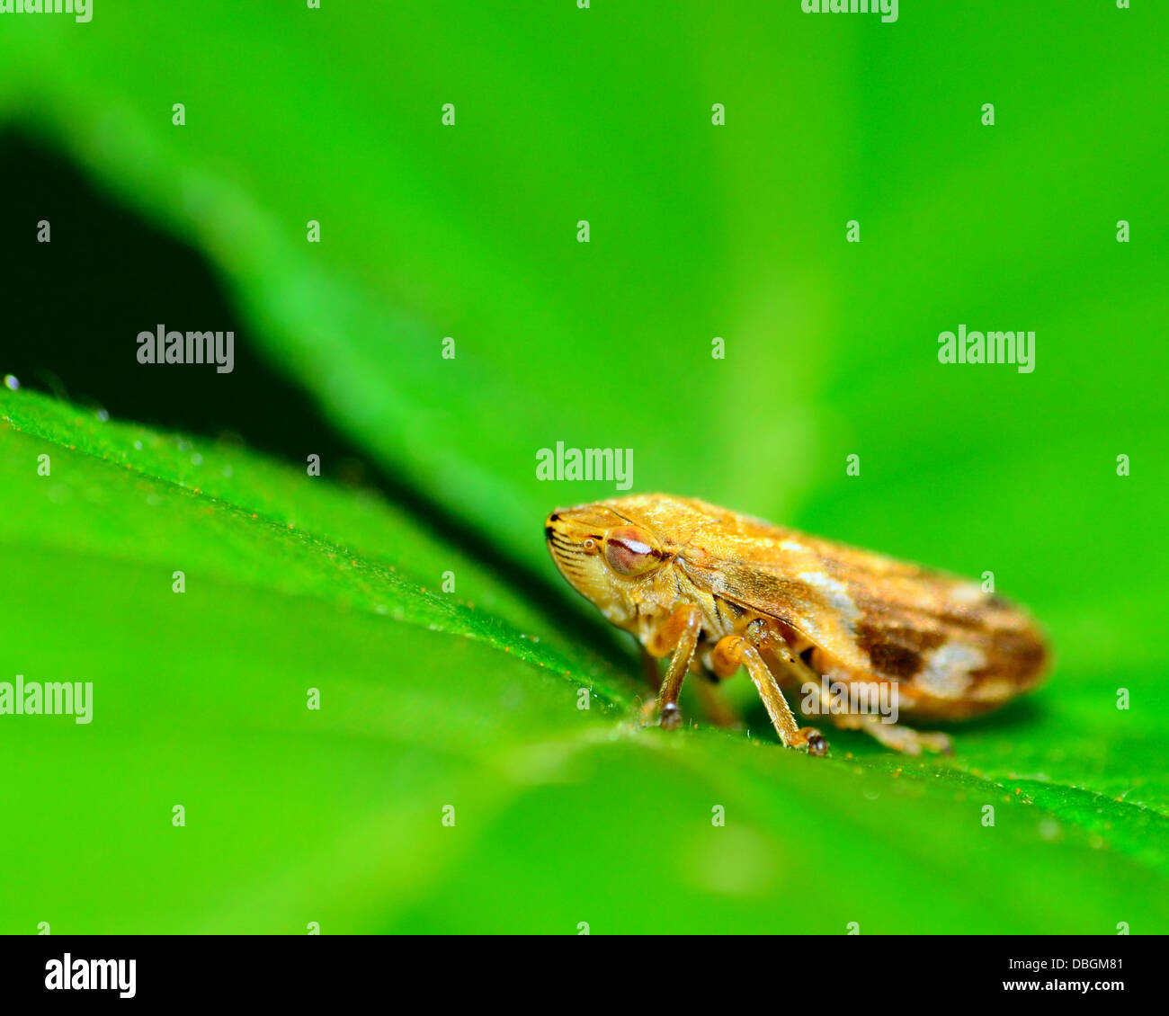 Macro shot of a Leafhopper insect perched on a green plant leaf. Stock Photo