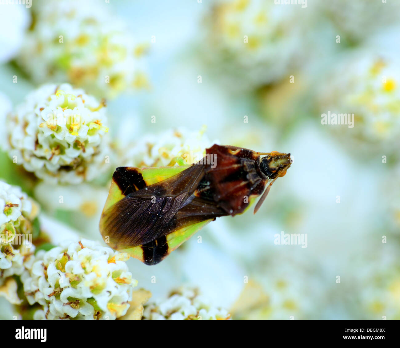 An Ambush Bug perched on a flower. Stock Photo
