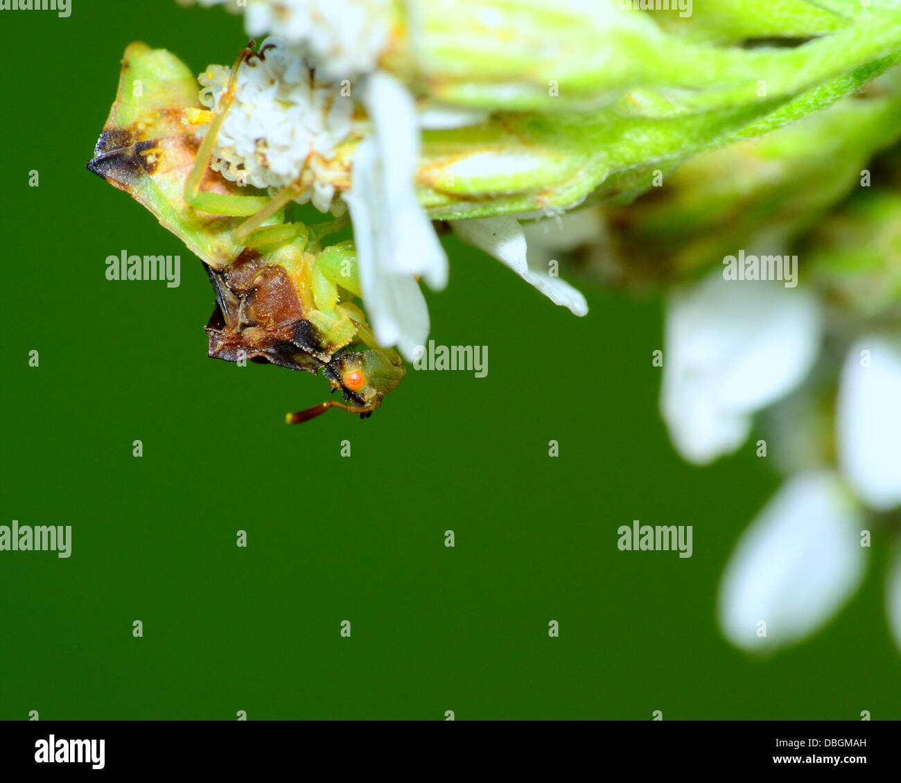 An Ambush Bug perched on a flower. Stock Photo