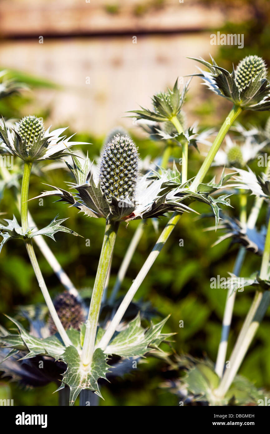 Typical English garden plants flowers Eryngium giganteum Miss Wilmott's Ghost or Giant Sea Holly