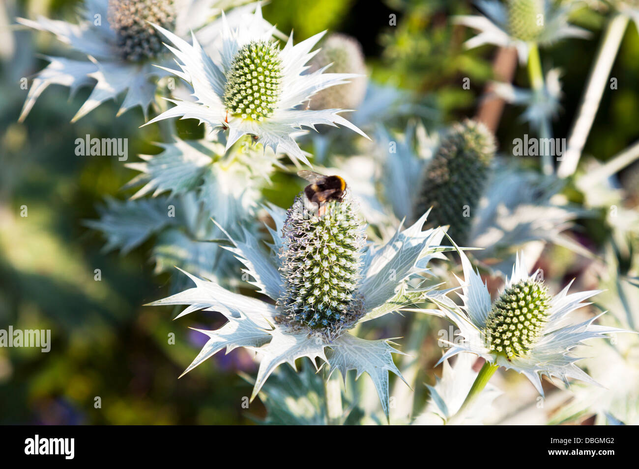 Typical English garden plants flowers Eryngium giganteum Miss Wilmott's Ghost or Giant Sea Holly