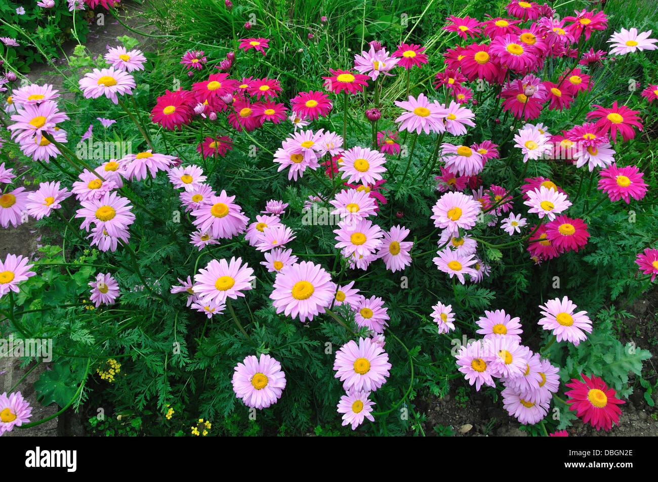 A selection of pyrethrum flowers in bloom UK Stock Photo