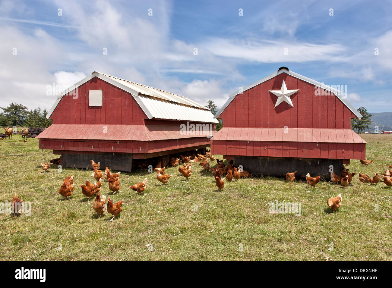 Portable housing, free range chickens Stock Photo 58760507 Alamy