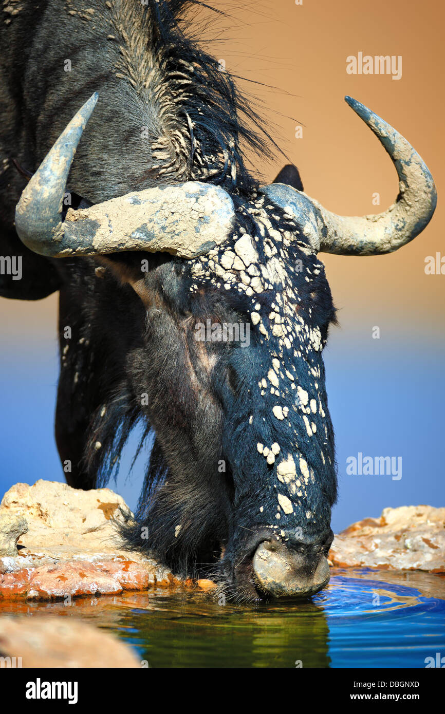 Blue wildebeest full of mud drinking water ( Kalahari desert ) - South Africa Stock Photo