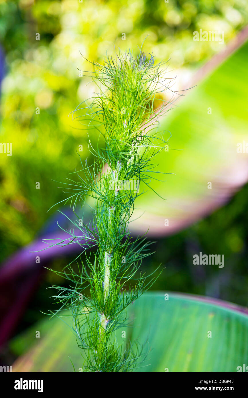 Tip of the Eupatorium Capillifolium dogfennel is a perennial herbaceous plant in the family