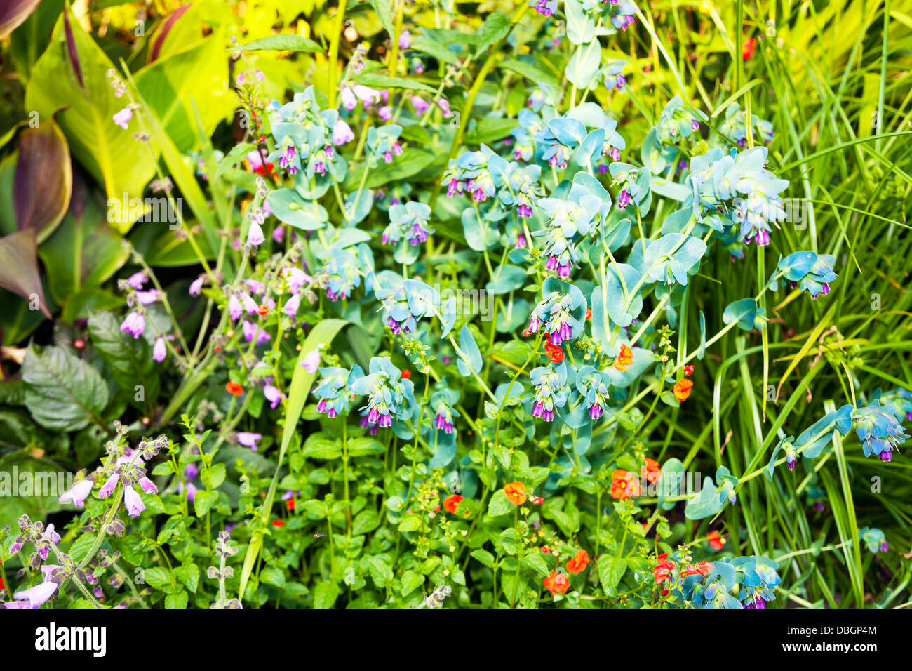 Typical English garden plants flowers Cerinthe Major Purpurescens