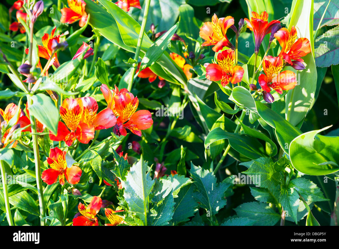 Garden plants flowers Alstroemeria Peruvian lily or lily of the Incas, is a genus of flowering plants in the family Alstroemeria Stock Photo