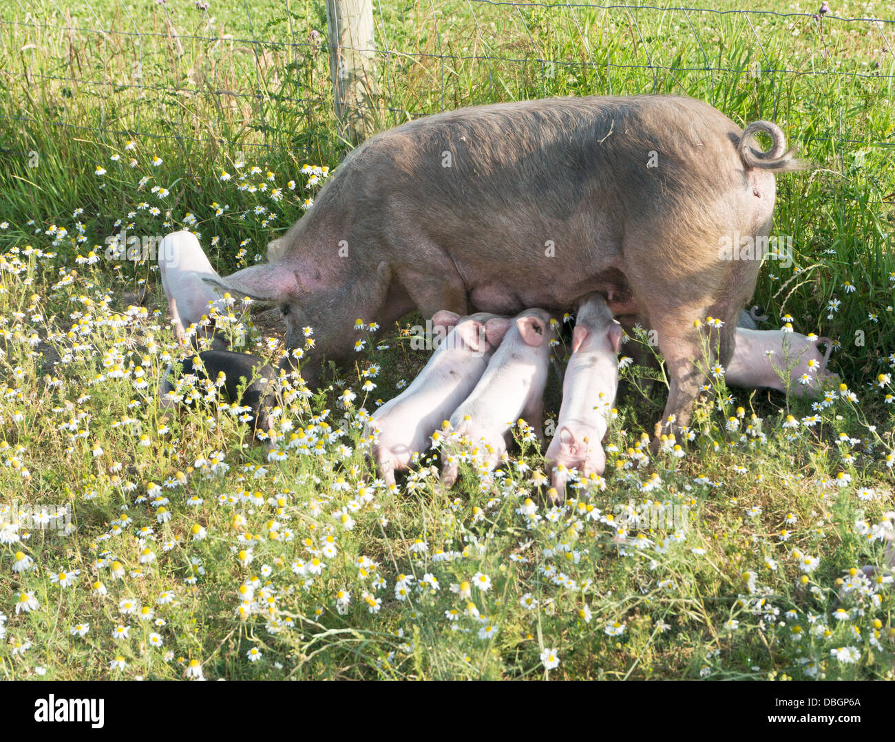 Piglets suckling sow in field of wild flowers north west England. Stock Photo