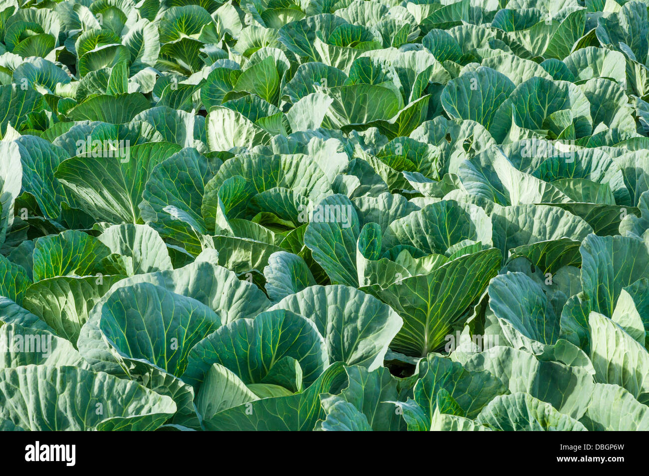 An image of cabbage ready to harvest Stock Photo Alamy