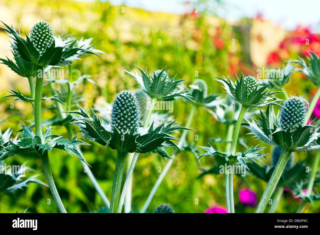 Typical English garden plants flowers Eryngium giganteum Miss Wilmott's Ghost or Giant Sea Holly