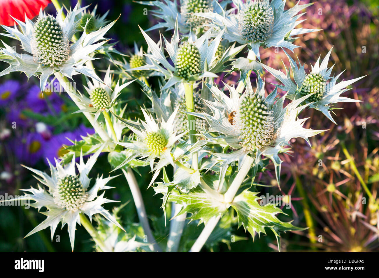 Typical English garden plants flowers Eryngium giganteum Miss Wilmott's Ghost or Giant Sea Holly