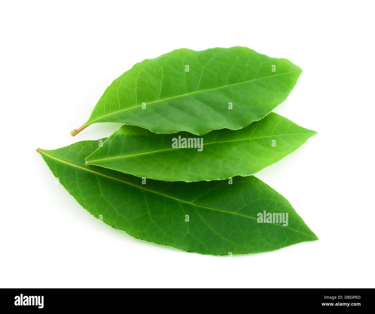 Laurel leaf isolated on white Stock Photo Alamy