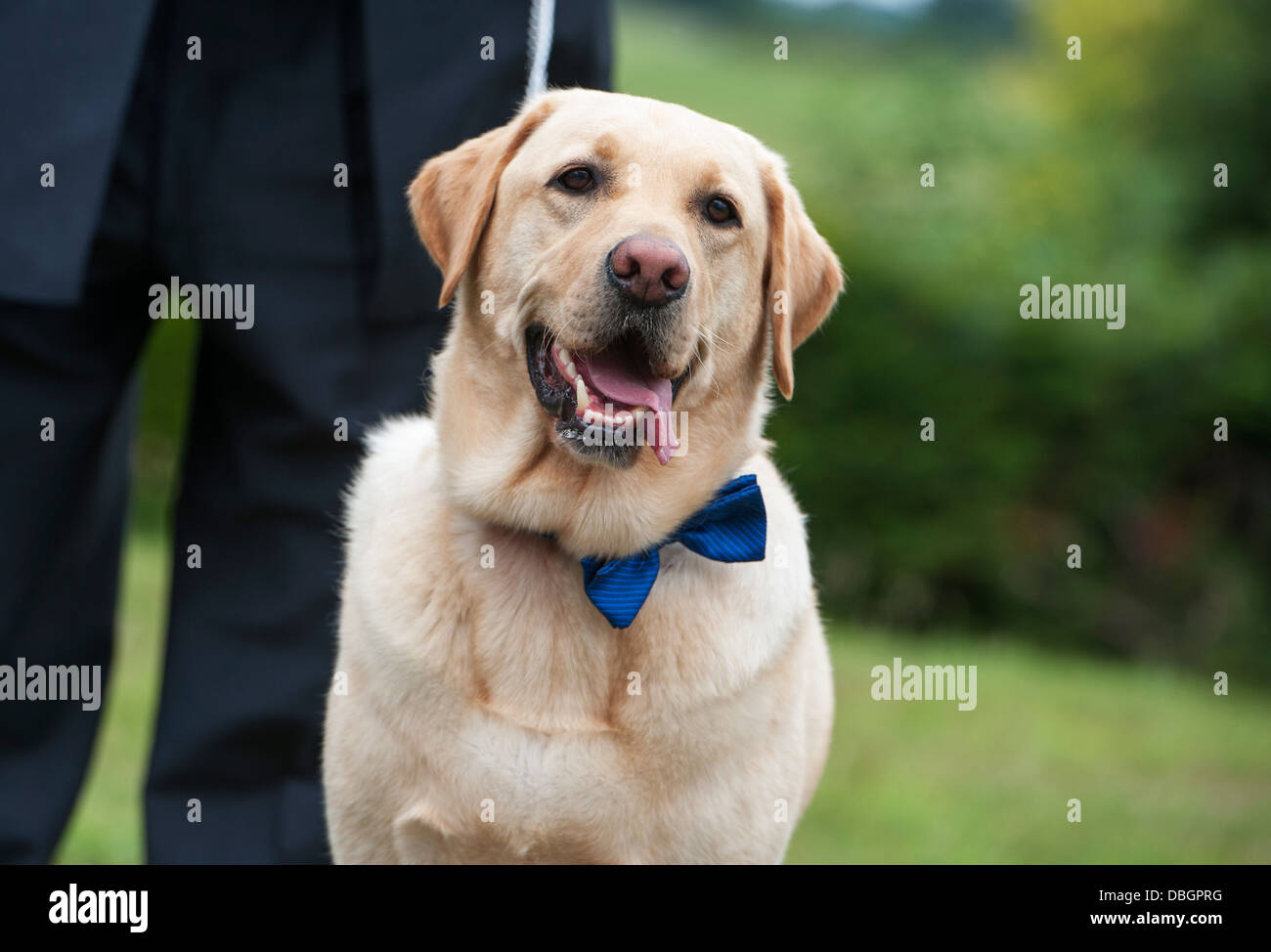 the canine story bow tie