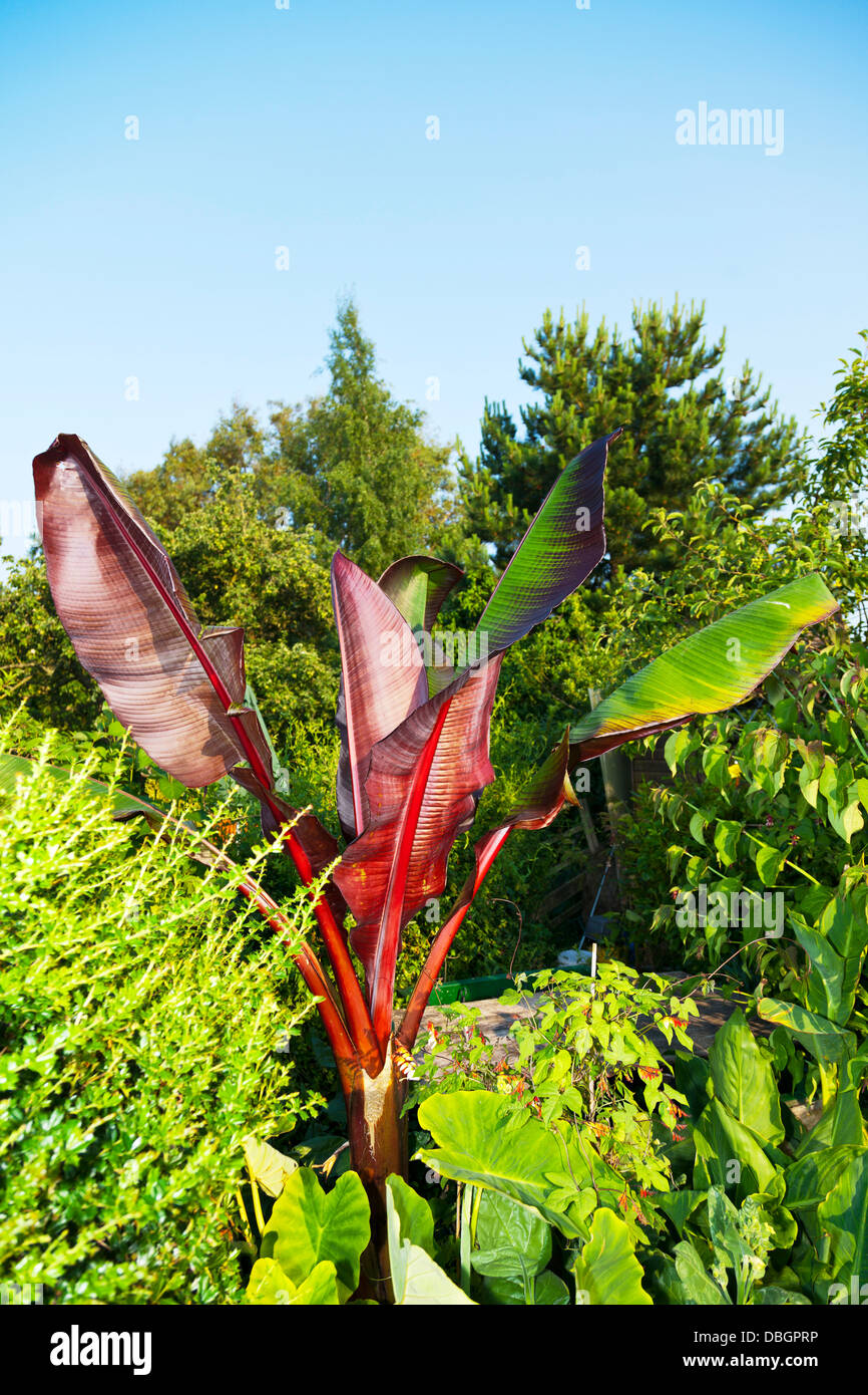 A banana plant leaves  herbaceous flowering plants of the genus Musa  Ensete Ventricosum 'Maurelii' Stock Photo
