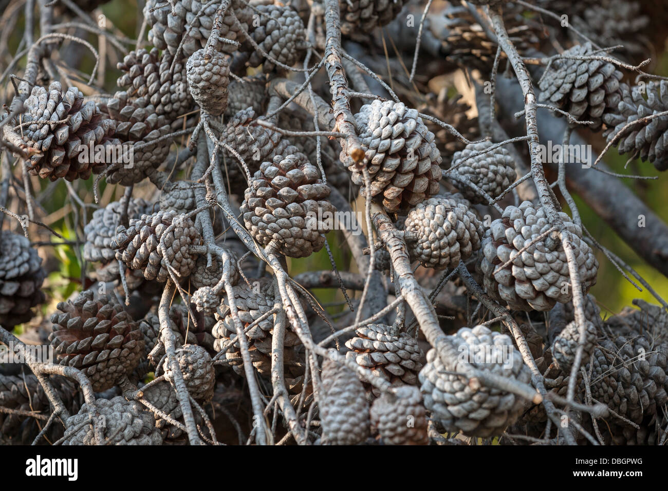 A lot of dry pine tree cones on branches Stock Photo