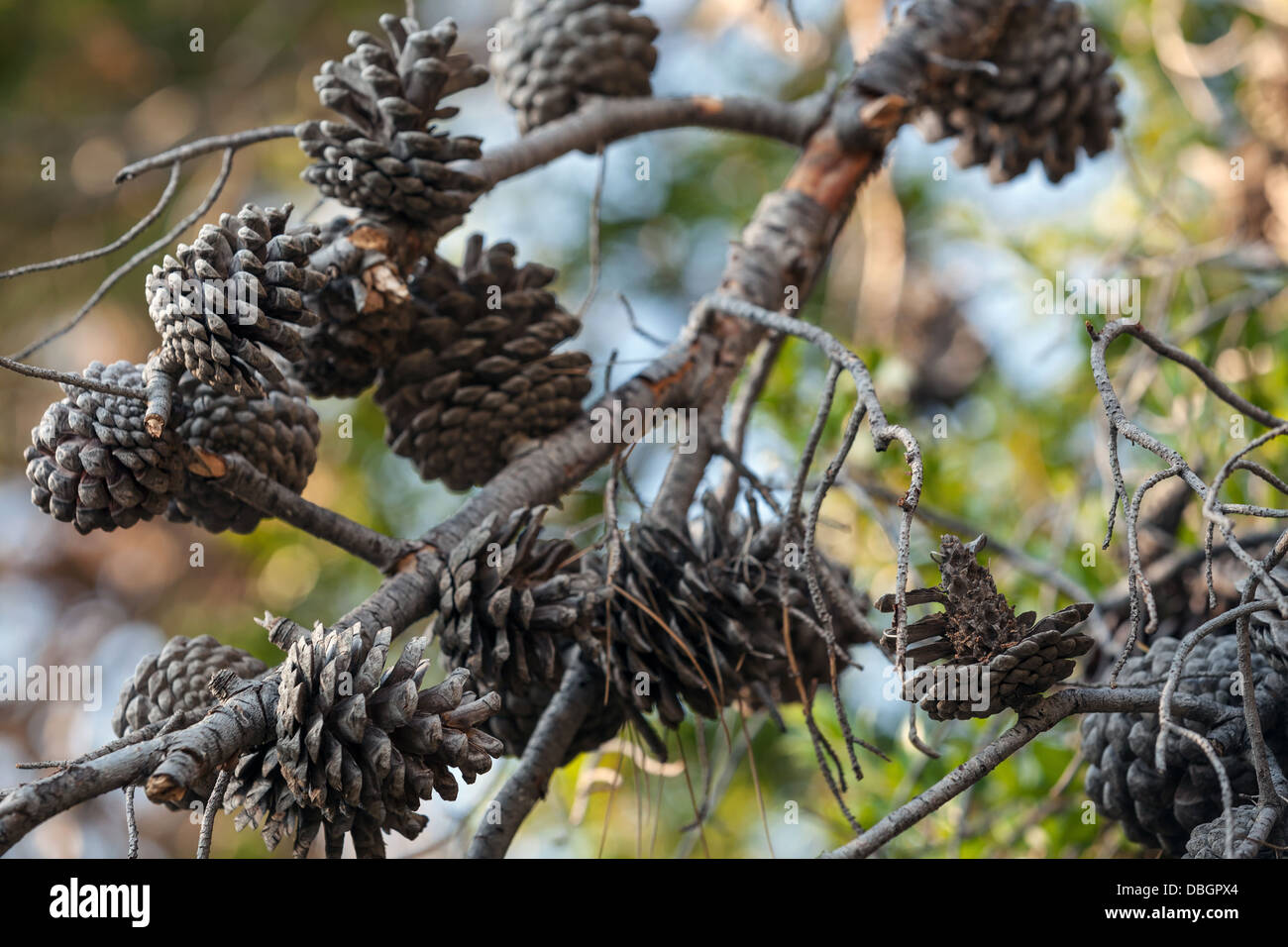 Old pine tree cones on the branch Stock Photo