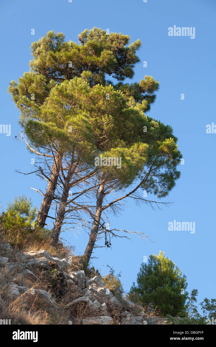 Group of bright pine trees grows on the rock with clear blue sky on a background Stock Photo