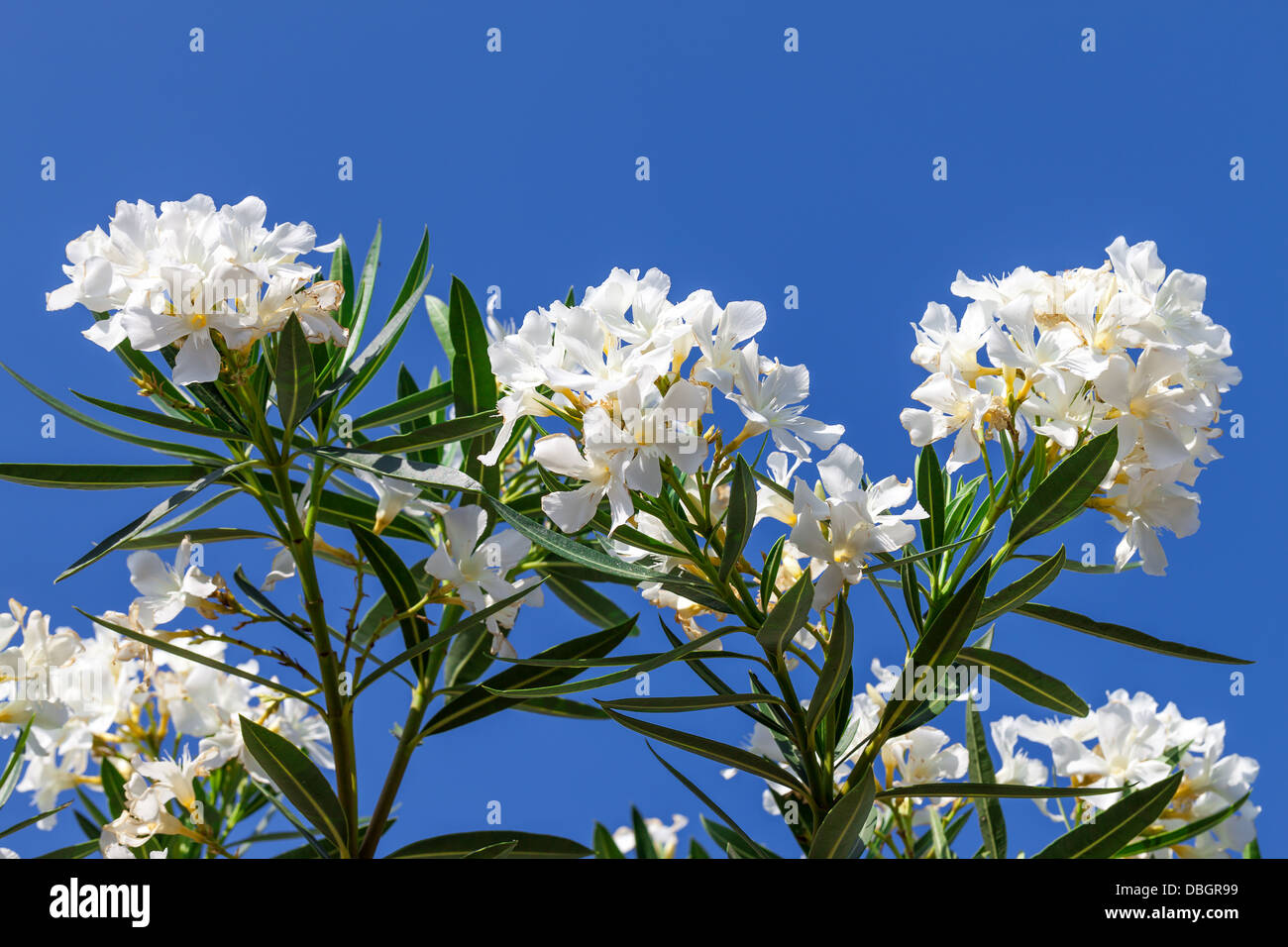 Branch of white flowers with blue sky background Stock Photo - Alamy
