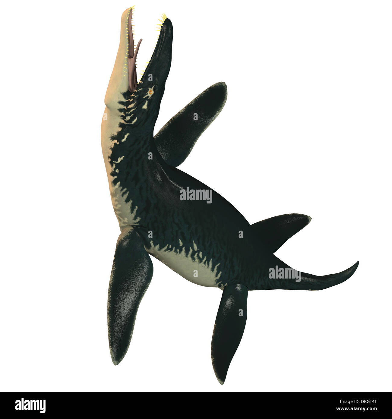 Liopleurodon was a large carnivorous marine reptile in the Jurassic epoch. Stock Photo