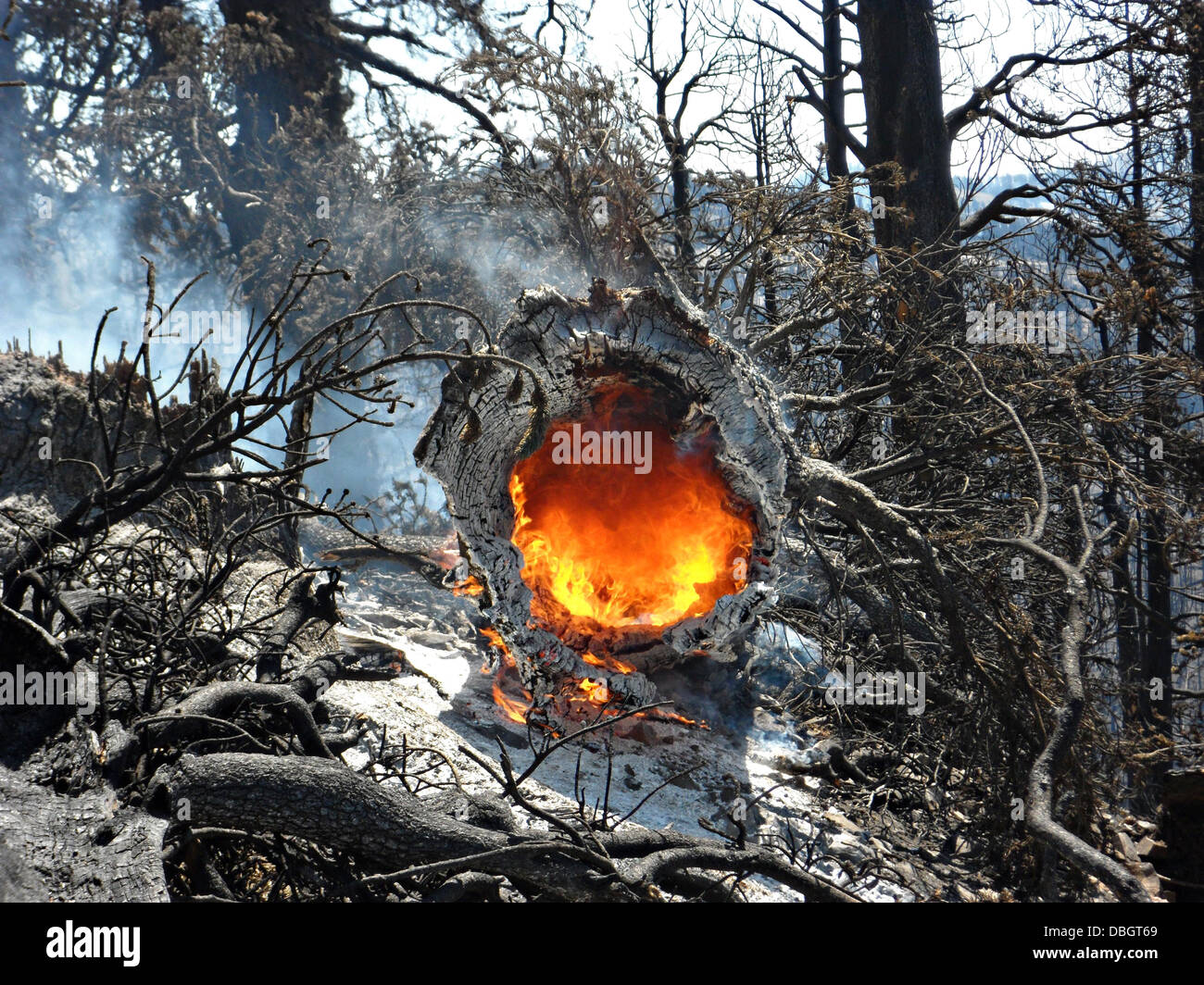Fire burning in tree stump hires stock photography and images Alamy